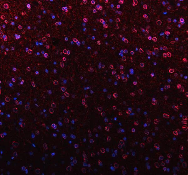 Immunohistochemistry (Formalin/PFA-fixed paraffin-embedded sections) - Anti-Lamin B1 antibody - Nuclear Envelope Marker (AB65986)