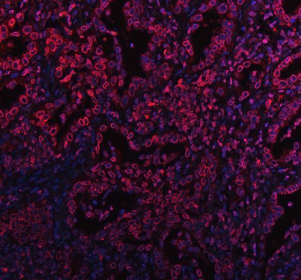 Immunohistochemistry (Formalin/PFA-fixed paraffin-embedded sections) - Anti-Lamin B1 antibody - Nuclear Envelope Marker (AB65986)