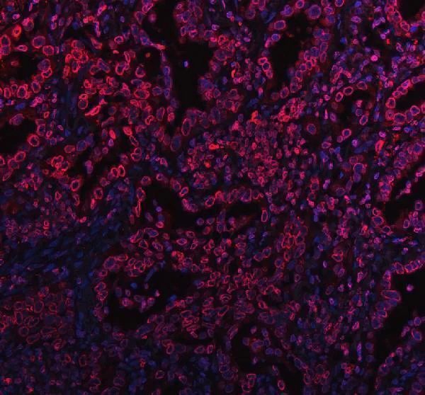 Immunohistochemistry (Formalin/PFA-fixed paraffin-embedded sections) - Anti-Lamin B1 antibody - Nuclear Envelope Marker (AB65986)