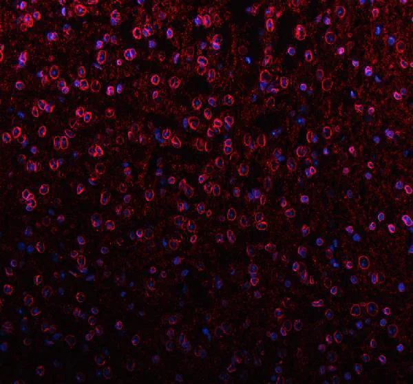 Immunohistochemistry (Formalin/PFA-fixed paraffin-embedded sections) - Anti-Lamin B1 antibody - Nuclear Envelope Marker (AB65986)
