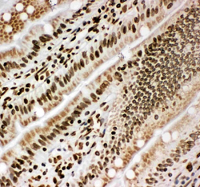 Immunohistochemistry (Frozen sections) - Anti-Lamin B1 antibody (AB65986), expandable thumbnail