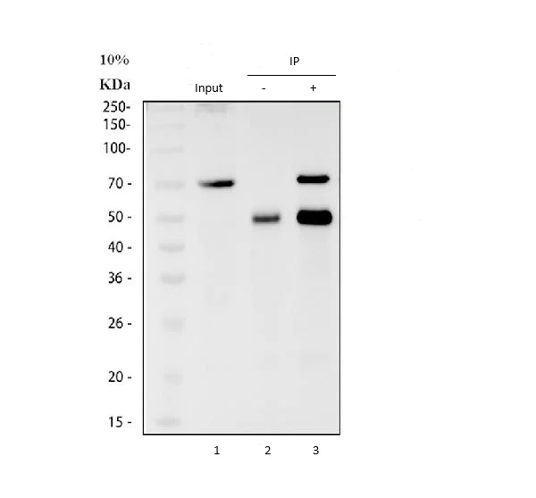 Immunoprecipitation - Anti-Lamin B1 antibody - Nuclear Envelope Marker (AB65986)
