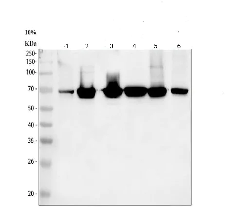 Western blot - Anti-Lamin B1 antibody - Nuclear Envelope Marker (AB65986)