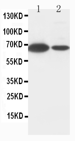 Western blot - Anti-Lamin B1 antibody - Nuclear Envelope Marker (AB65986), expandable thumbnail