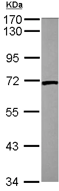 Western blot - Anti-Lamin B2 antibody (AB155319)