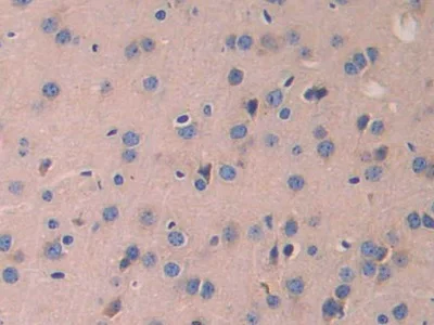 Immunohistochemistry (Formalin/PFA-fixed paraffin-embedded sections) - Anti-Lamin B2 antibody (AB233530)