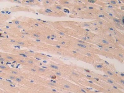 Immunohistochemistry (Formalin/PFA-fixed paraffin-embedded sections) - Anti-Lamin B2 antibody (AB233530)