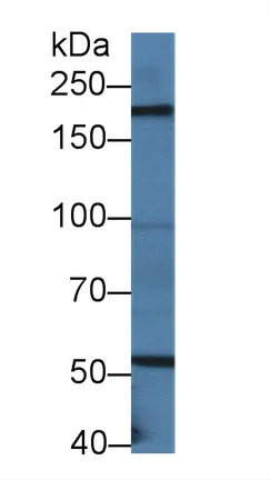 Western blot - Anti-Lamin B2 antibody (AB233530)
