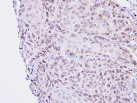 Immunohistochemistry (Formalin/PFA-fixed paraffin-embedded sections) - Anti-Lamin B2 antibody (AB97513), expandable thumbnail