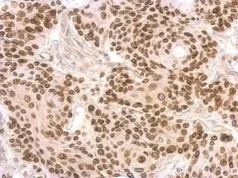 Immunohistochemistry (Formalin/PFA-fixed paraffin-embedded sections) - Anti-Lamin B2 antibody (AB97513)
