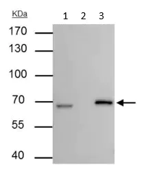 Immunoprecipitation - Anti-Lamin B2 antibody (AB97513)