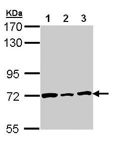 Western blot - Anti-Lamin B2 antibody (AB97513), expandable thumbnail