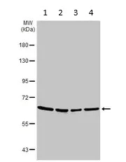 Western blot - Anti-Lamin B2 antibody (AB97513)