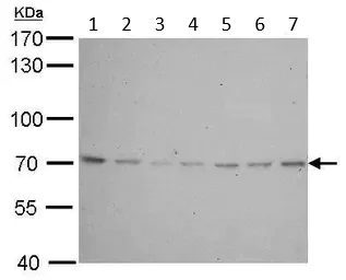 Western blot - Anti-Lamin B2 antibody (AB97513)