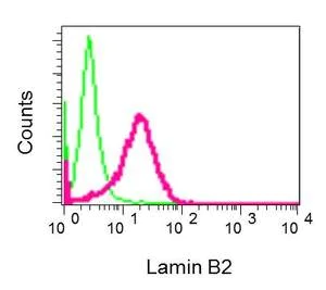 Flow Cytometry (Intracellular) - Anti-Lamin B2 antibody [EPR9700(B)] - BSA and Azide free (AB248858)