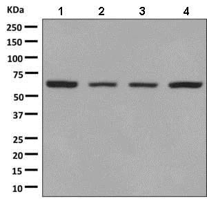 Western blot - Anti-Lamin B2 antibody [EPR9700(B)] - BSA and Azide free (AB248858)