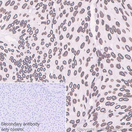 Immunohistochemistry (Formalin/PFA-fixed paraffin-embedded sections) - Anti-Lamin B2 antibody [EPR9701(B)] (ab151735), expandable thumbnail