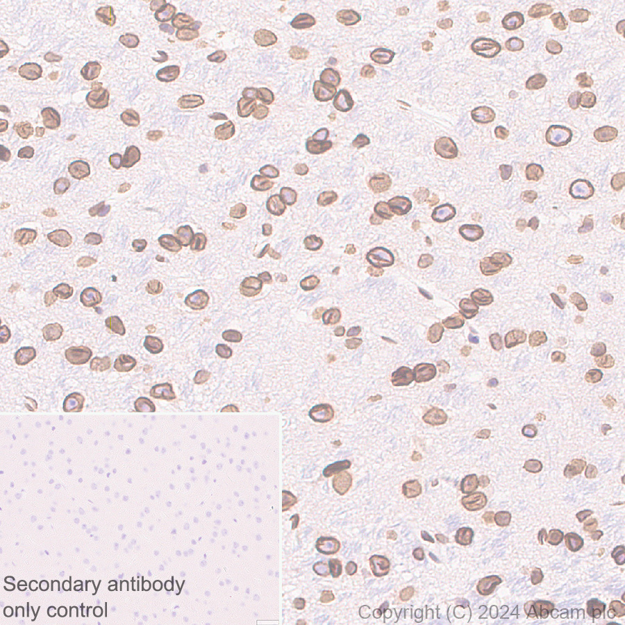 Immunohistochemistry (Formalin/PFA-fixed paraffin-embedded sections) - Anti-Lamin B2 antibody [EPR9701(B)] (ab151735), expandable thumbnail