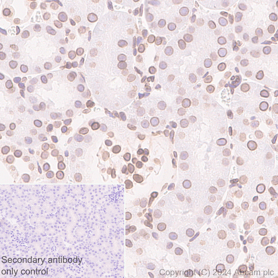 Immunohistochemistry (Formalin/PFA-fixed paraffin-embedded sections) - Anti-Lamin B2 antibody [EPR9701(B)] (ab151735), expandable thumbnail