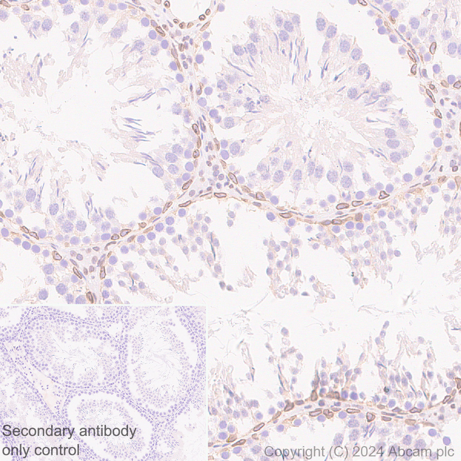 Immunohistochemistry (Formalin/PFA-fixed paraffin-embedded sections) - Anti-Lamin B2 antibody [EPR9701(B)] (ab151735), expandable thumbnail