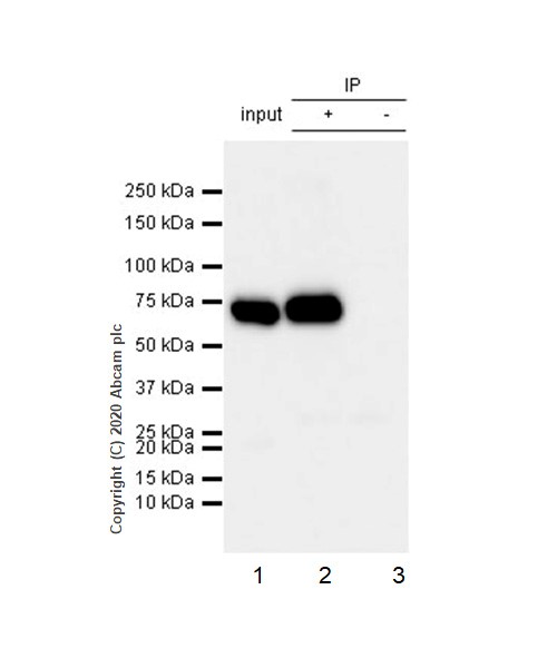 Immunoprecipitation - Anti-Lamin B2 antibody [EPR9701(B)] (AB151735), expandable thumbnail