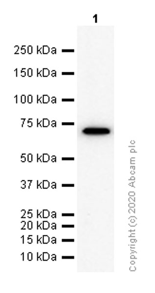 Western blot - Anti-Lamin B2 antibody [EPR9701(B)] (AB151735), expandable thumbnail