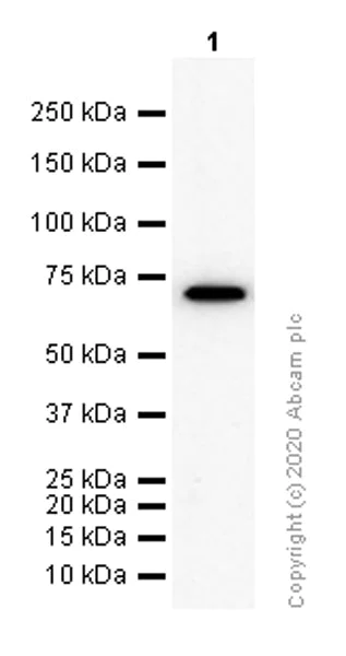 Western blot - Anti-Lamin B2 antibody [EPR9701(B)] (AB151735)