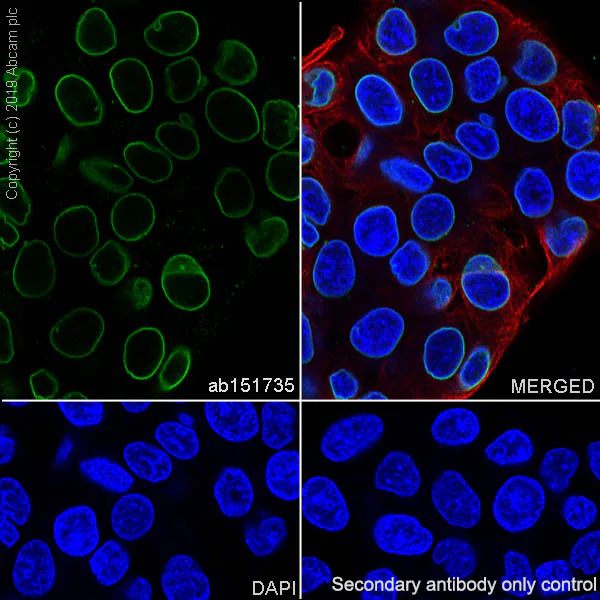 Immunocytochemistry/ Immunofluorescence - Anti-Lamin B2 antibody [EPR9701(B)] - BSA and Azide free (AB240124)