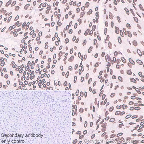 Immunohistochemistry (Formalin/PFA-fixed paraffin-embedded sections) - Anti-Lamin B2 antibody [EPR9701(B)] - BSA and Azide free (AB240124)