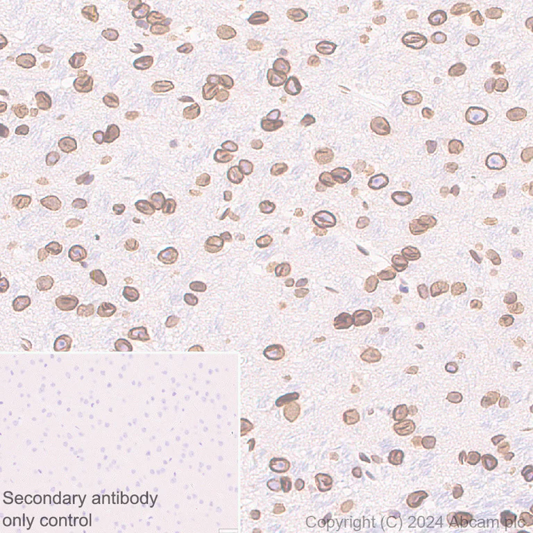 Immunohistochemistry (Formalin/PFA-fixed paraffin-embedded sections) - Anti-Lamin B2 antibody [EPR9701(B)] - BSA and Azide free (AB240124)