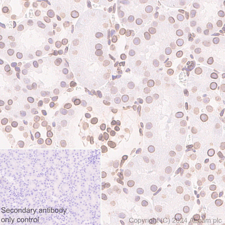 Immunohistochemistry (Formalin/PFA-fixed paraffin-embedded sections) - Anti-Lamin B2 antibody [EPR9701(B)] - BSA and Azide free (AB240124)