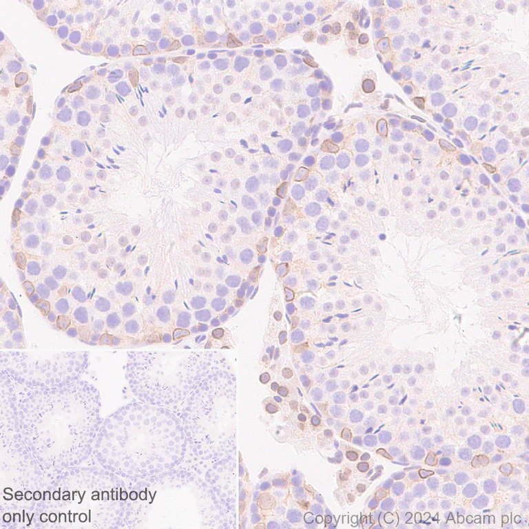 Immunohistochemistry (Formalin/PFA-fixed paraffin-embedded sections) - Anti-Lamin B2 antibody [EPR9701(B)] - BSA and Azide free (AB240124)