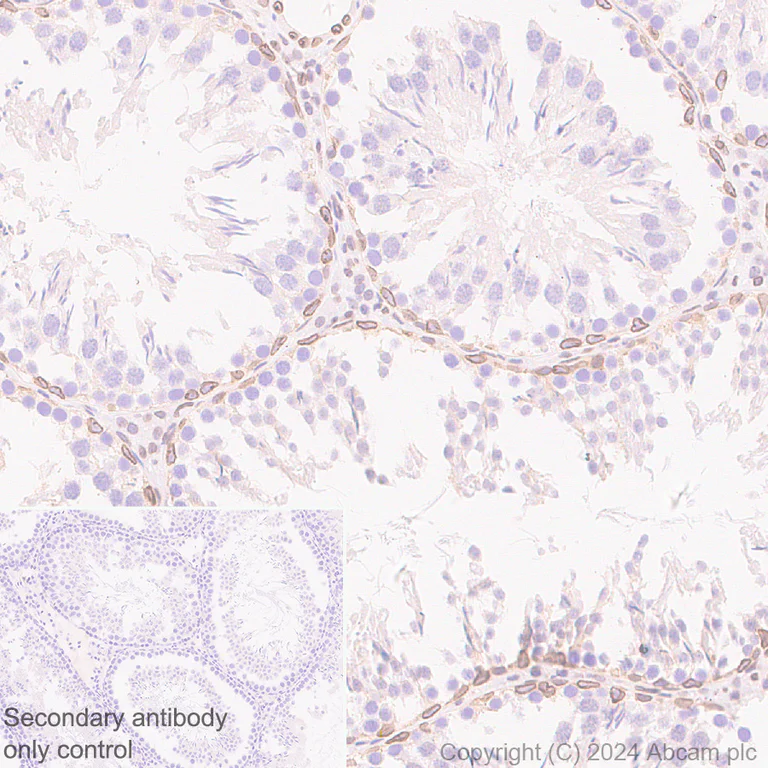 Immunohistochemistry (Formalin/PFA-fixed paraffin-embedded sections) - Anti-Lamin B2 antibody [EPR9701(B)] - BSA and Azide free (AB240124)