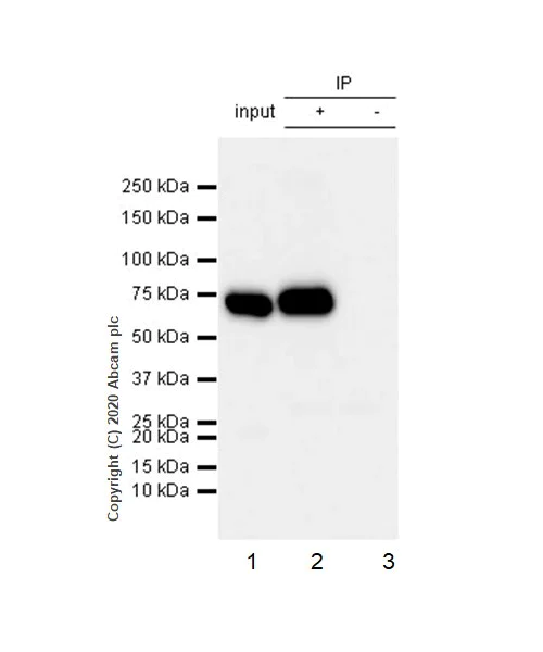 Immunoprecipitation - Anti-Lamin B2 antibody [EPR9701(B)] - BSA and Azide free (AB240124)