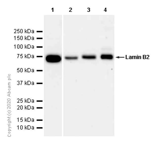 Western blot - Anti-Lamin B2 antibody [EPR9701(B)] - BSA and Azide free (AB240124)