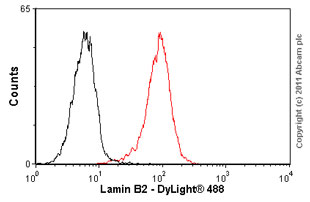 Flow Cytometry - Anti-Lamin B2 antibody [LN43] (AB8983), expandable thumbnail