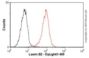 Flow Cytometry - Anti-Lamin B2 antibody [LN43] (AB8983)