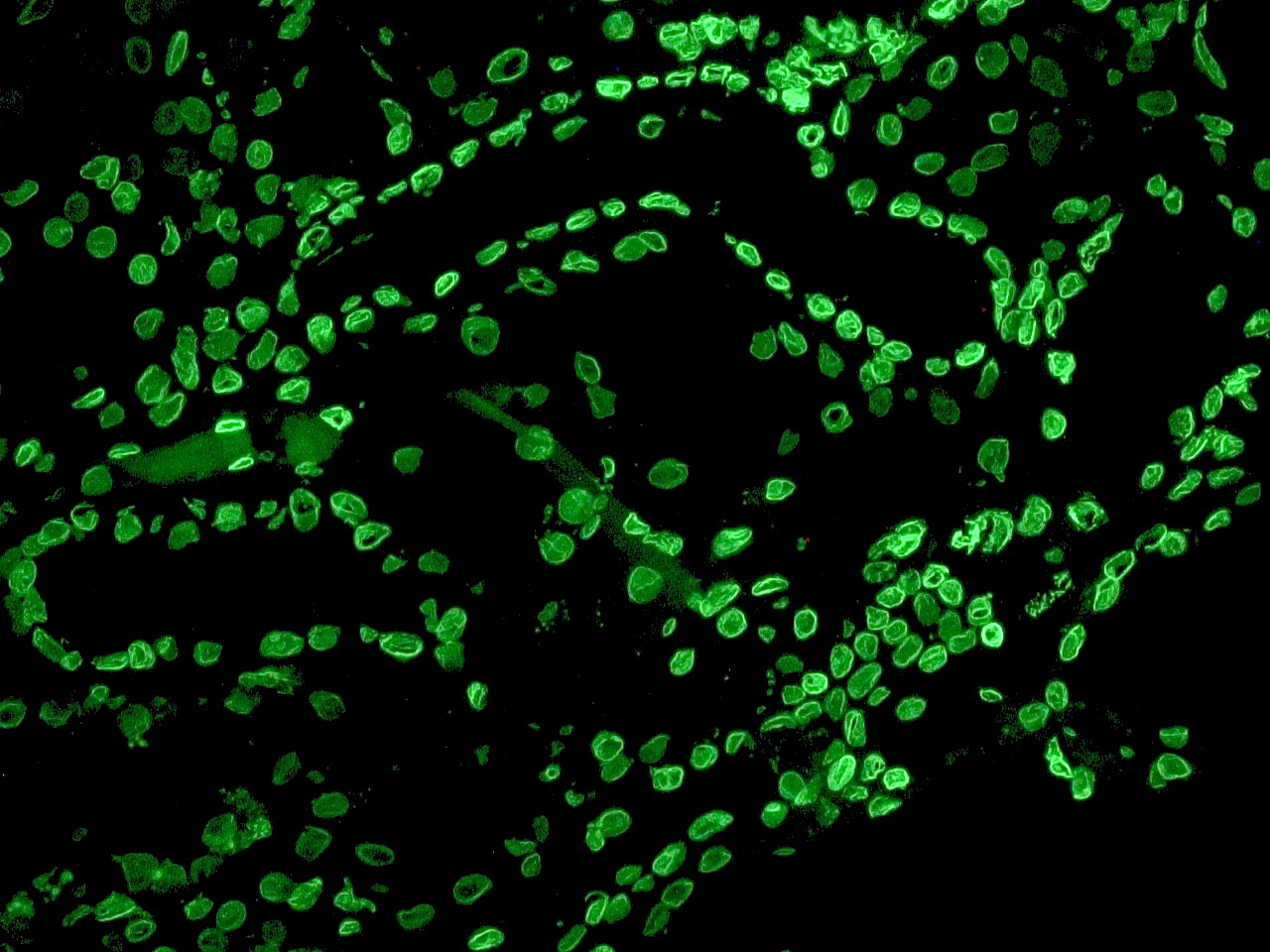 Immunohistochemistry (Frozen sections) - Anti-Lamin B2 antibody [LN43] (AB8983), expandable thumbnail