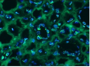 Immunohistochemistry (Frozen sections) - Anti-Lamin B2 antibody [LN43] (AB8983), expandable thumbnail