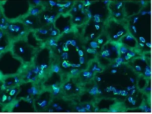 Immunohistochemistry (Frozen sections) - Anti-Lamin B2 antibody [LN43] (AB8983)