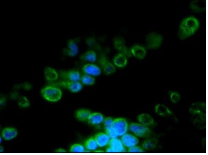 Immunohistochemistry (Frozen sections) - Anti-Lamin B2 antibody [LN43] (ab8983), expandable thumbnail
