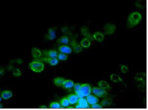 Immunohistochemistry (Frozen sections) - Anti-Lamin B2 antibody [LN43] (AB8983)