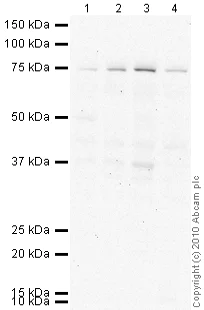 Western blot - Anti-Lamin B2 antibody [LN43] (AB8983)