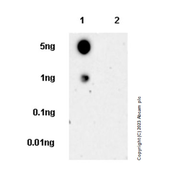 Dot Blot - Anti-Lamin C antibody [EPR28295-16] (AB314500), expandable thumbnail