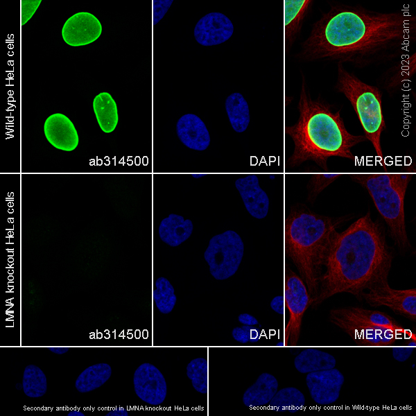 Immunocytochemistry/ Immunofluorescence - Anti-Lamin C antibody [EPR28295-16] (AB314500), expandable thumbnail
