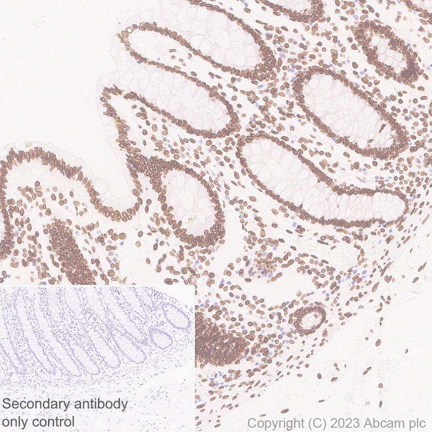 Immunohistochemistry (Formalin/PFA-fixed paraffin-embedded sections) - Anti-Lamin C antibody [EPR28295-16] (ab314500), expandable thumbnail