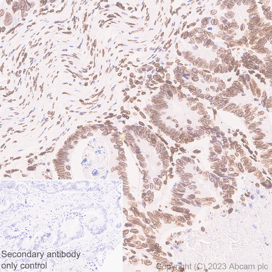 Immunohistochemistry (Formalin/PFA-fixed paraffin-embedded sections) - Anti-Lamin C antibody [EPR28295-16] (ab314500), expandable thumbnail