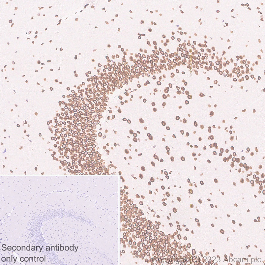 Immunohistochemistry (Formalin/PFA-fixed paraffin-embedded sections) - Anti-Lamin C antibody [EPR28295-16] (ab314500), expandable thumbnail