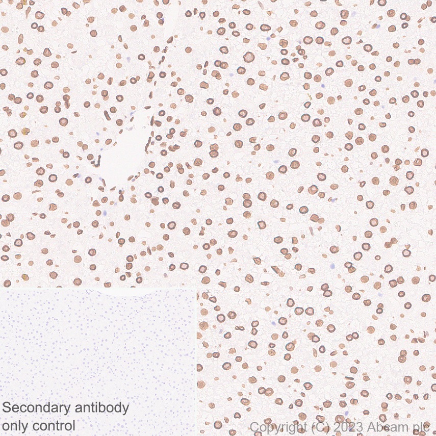 Immunohistochemistry (Formalin/PFA-fixed paraffin-embedded sections) - Anti-Lamin C antibody [EPR28295-16] (AB314500), expandable thumbnail