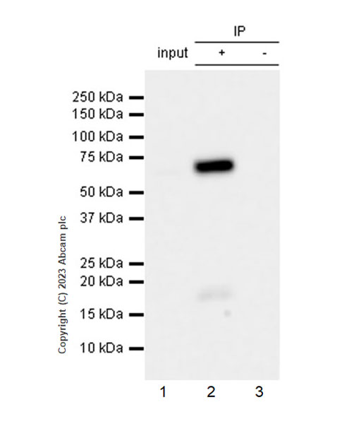 Immunoprecipitation - Anti-Lamin C antibody [EPR28295-16] (ab314500), expandable thumbnail